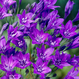 image not available